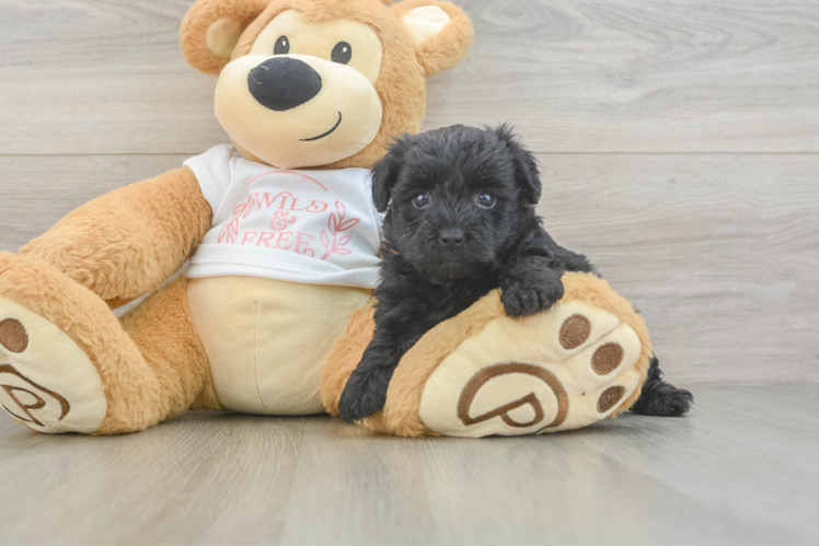 Cute Yorkie Poo Baby