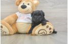 Cute Yorkie Poo Baby