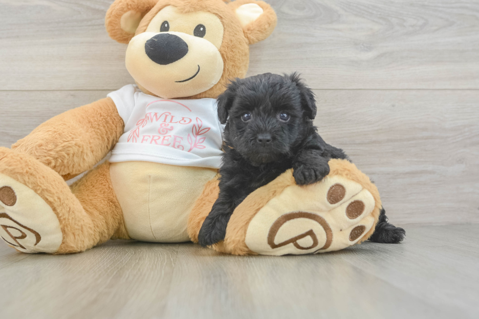 Cute Yorkie Poo Baby
