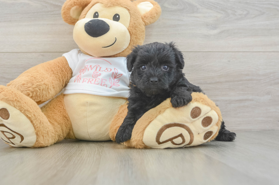 5 week old Yorkie Poo Puppy For Sale - Premier Pups