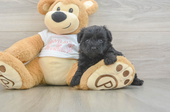 Cute Yorkie Poo Baby