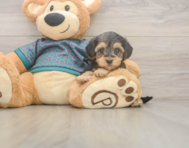 7 week old Yorkie Poo Puppy For Sale - Premier Pups