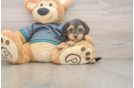 Fluffy Yorkie Poo Poodle Mix Pup