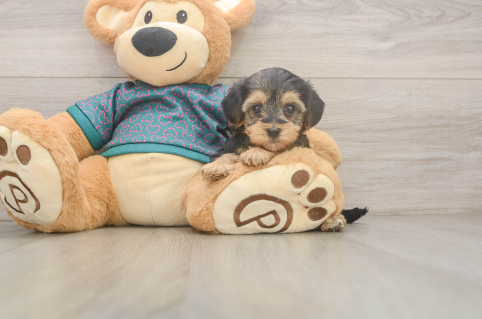 5 week old Yorkie Poo Puppy For Sale - Premier Pups