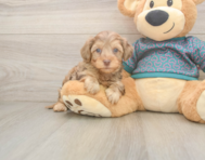 7 week old Yorkie Poo Puppy For Sale - Premier Pups