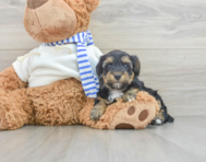 7 week old Yorkie Poo Puppy For Sale - Premier Pups