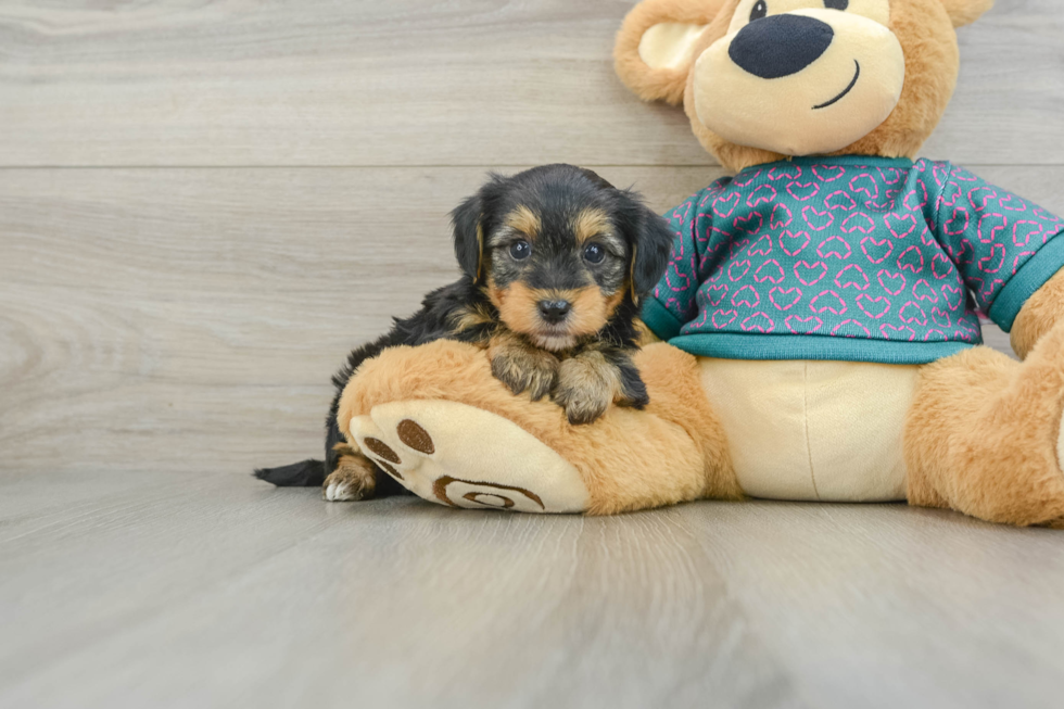 Yorkie Poo Pup Being Cute