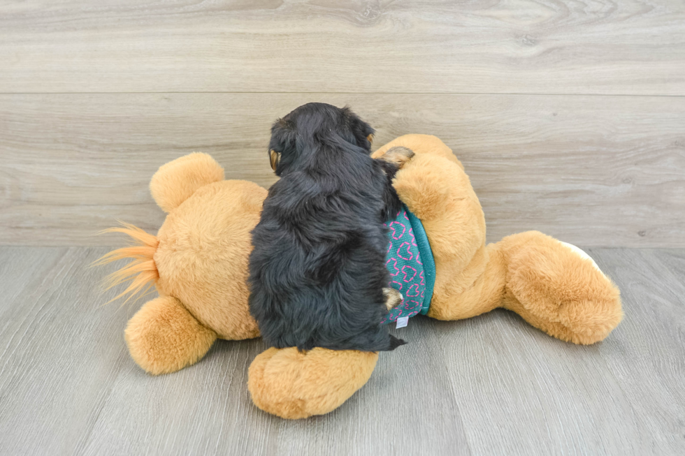 Popular Yorkie Poo Poodle Mix Pup