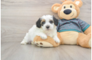 Playful Yo Yo Poo Poodle Mix Puppy