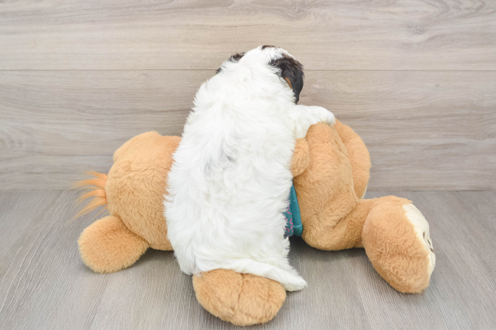 Small Yorkie Poo Baby