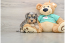 Yorkie Poo Puppy for Adoption