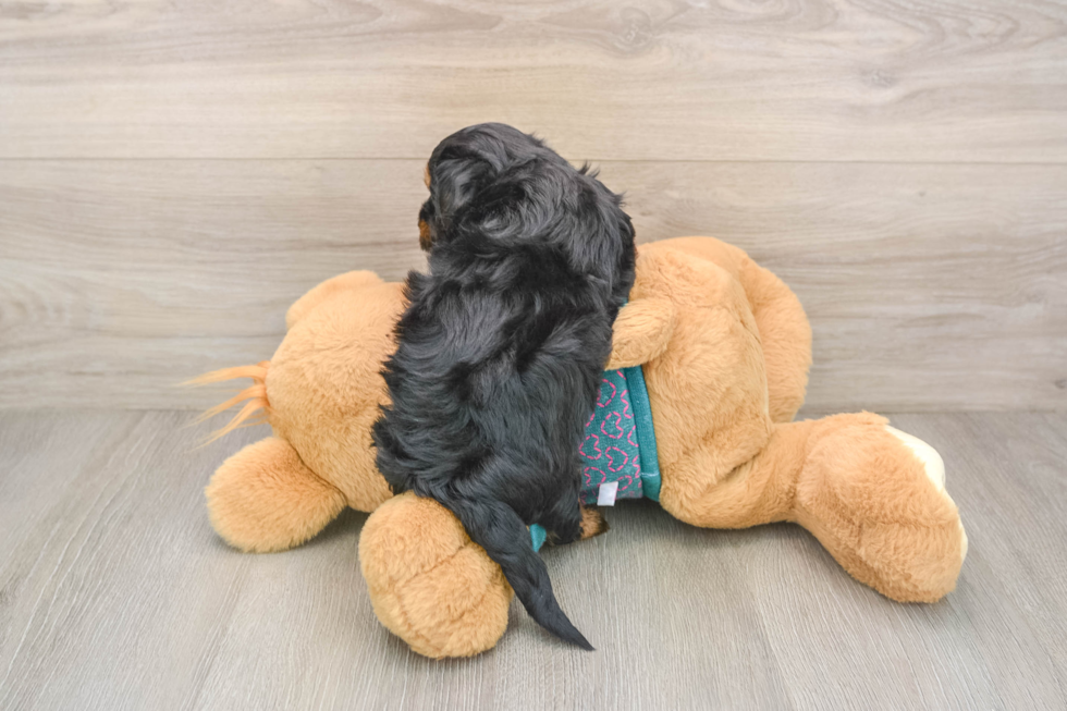 Best Yorkie Poo Baby