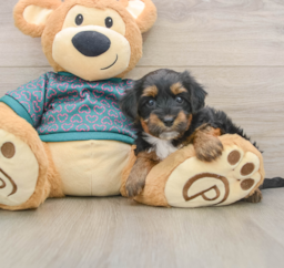7 week old Yorkie Poo Puppy For Sale - Premier Pups