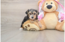 Funny Yorkie Poo Poodle Mix Pup