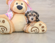 6 week old Yorkie Poo Puppy For Sale - Premier Pups