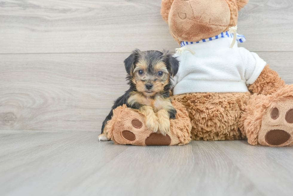 Popular Yorkie Poo Poodle Mix Pup