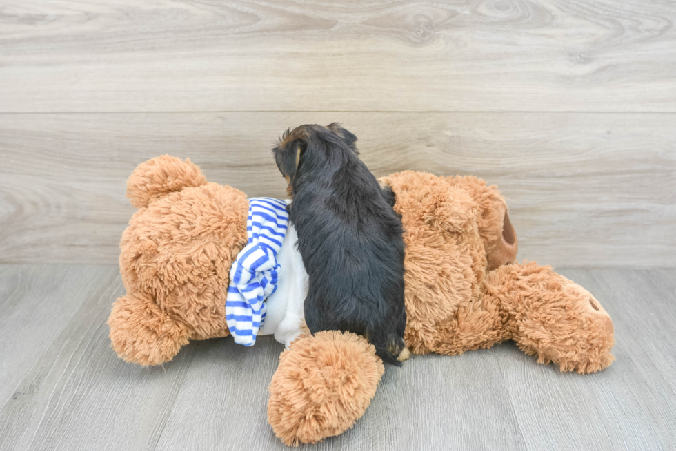 Fluffy Yorkie Poo Poodle Mix Pup