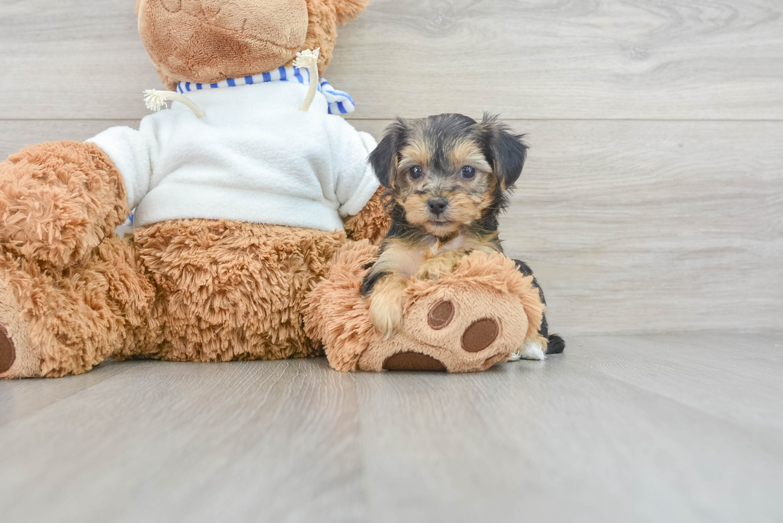 Energetic Yorkie Doodle Poodle Mix Puppy