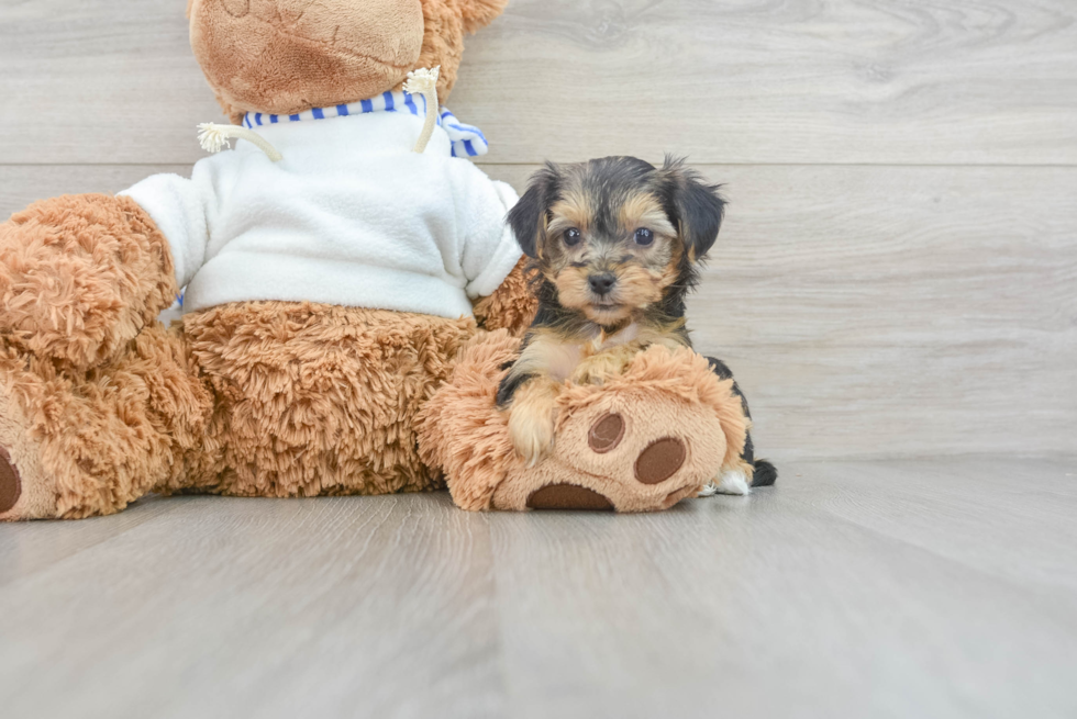 Energetic Yorkie Doodle Poodle Mix Puppy