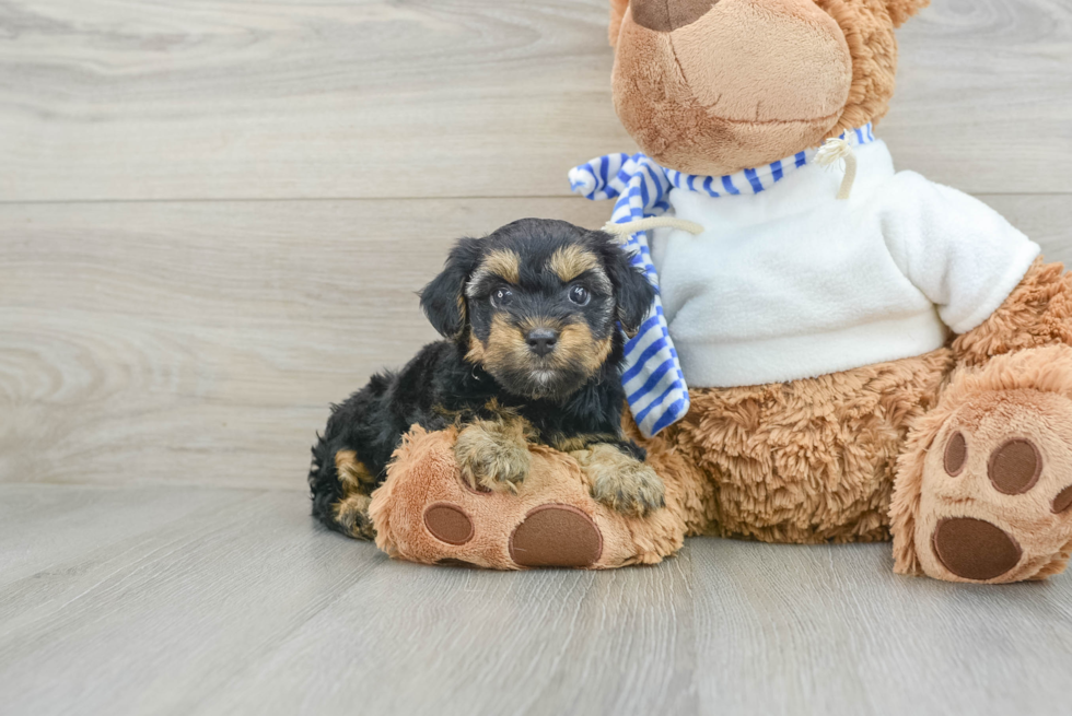 Adorable Yorkiedoodle Poodle Mix Puppy