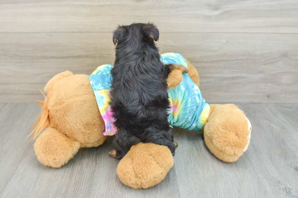 Playful Yo Yo Poo Poodle Mix Puppy