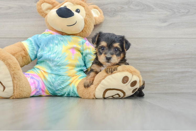 Energetic Yorkipoo Poodle Mix Puppy