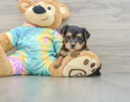 5 week old Yorkie Poo Puppy For Sale - Premier Pups