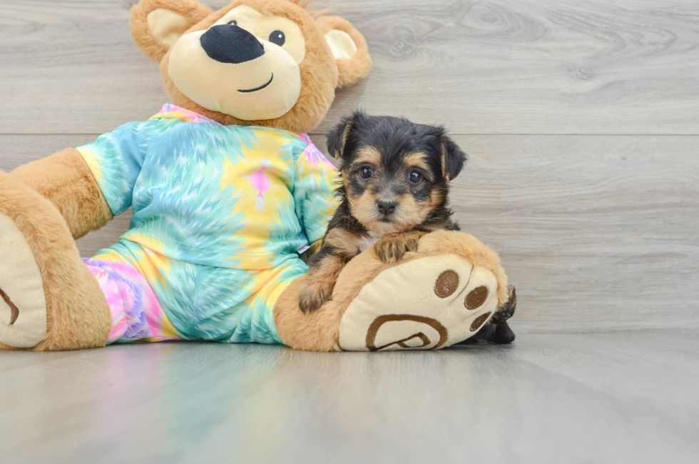 5 week old Yorkie Poo Puppy For Sale - Premier Pups