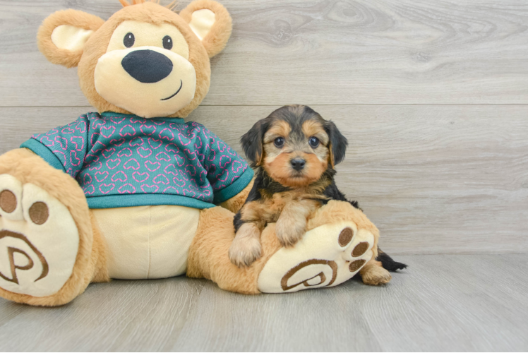 Petite Yorkie Poo Poodle Mix Pup