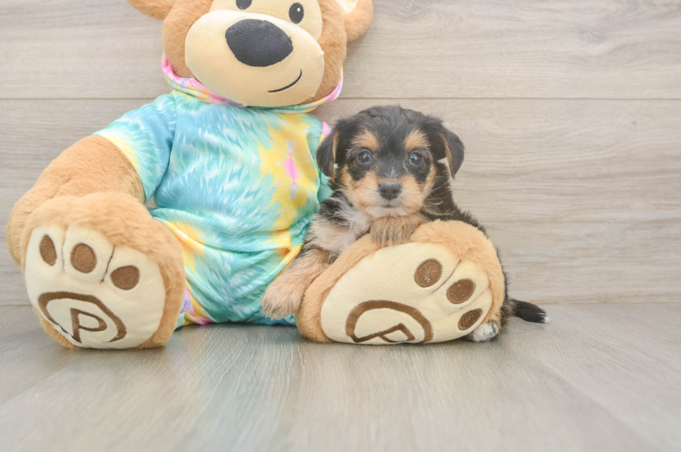 5 week old Yorkie Poo Puppy For Sale - Premier Pups