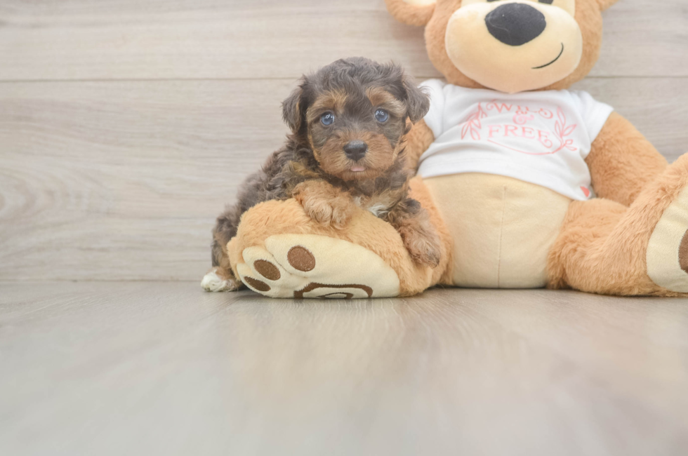 5 week old Yorkie Poo Puppy For Sale - Premier Pups