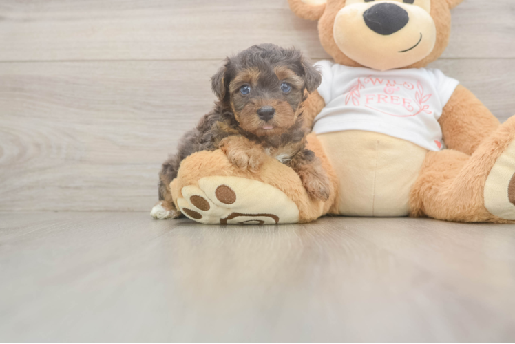 Meet Bella - our Yorkie Poo Puppy Photo  1/3 - Premier Pups Best Yorkie Poo Baby