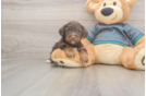 Popular Yorkie Poo Poodle Mix Pup