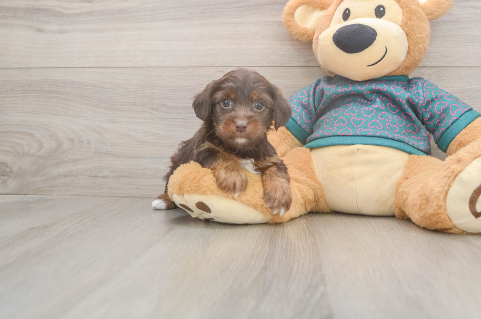 5 week old Yorkie Poo Puppy For Sale - Premier Pups