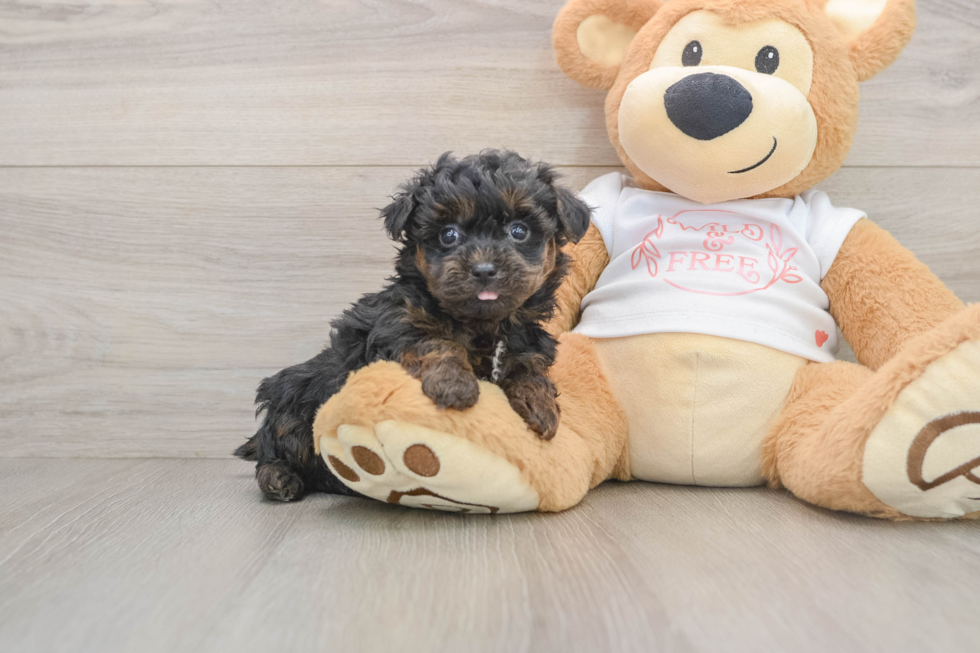 Best Yorkie Poo Baby
