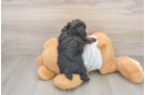 Yorkie Poo Puppy for Adoption