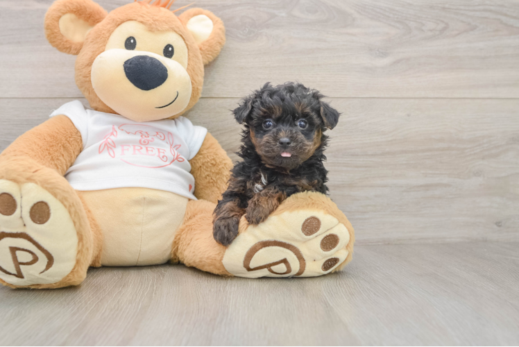 Small Yorkie Poo Baby