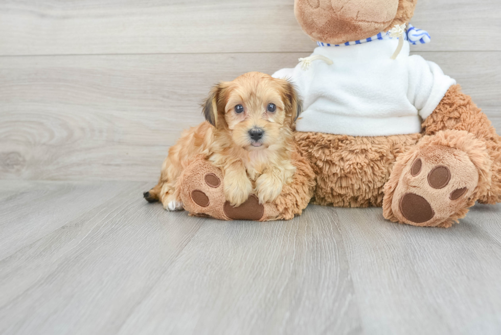 Fluffy Yorkie Poo Poodle Mix Pup