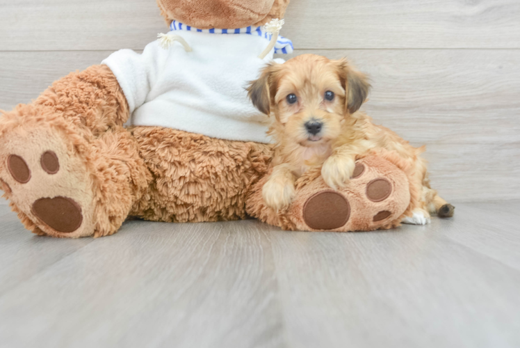 Yorkie Poo Puppy for Adoption