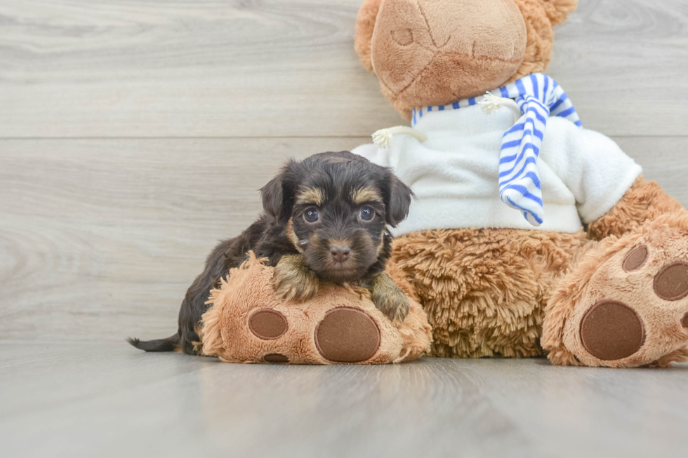 Best Yorkie Poo Baby