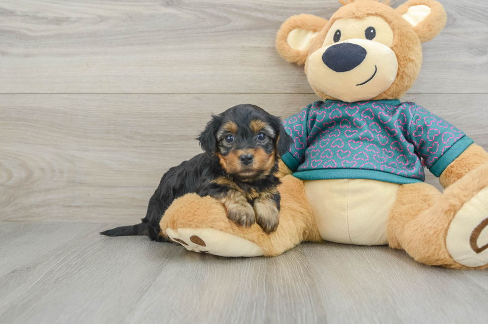 5 week old Yorkie Poo Puppy For Sale - Premier Pups