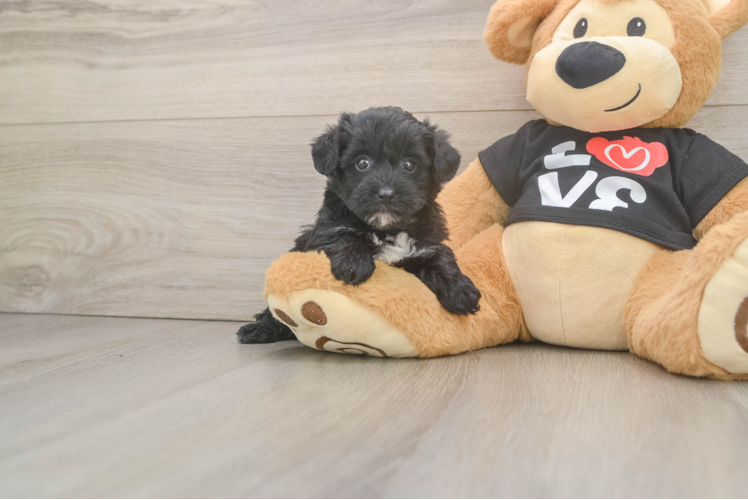 Petite Yorkie Poo Poodle Mix Pup