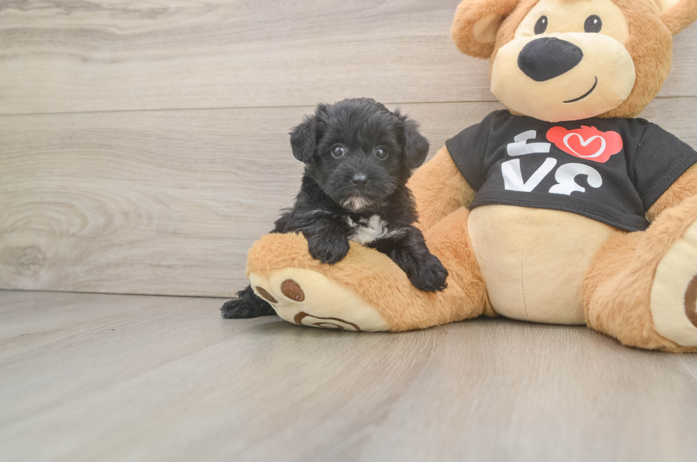 5 week old Yorkie Poo Puppy For Sale - Premier Pups