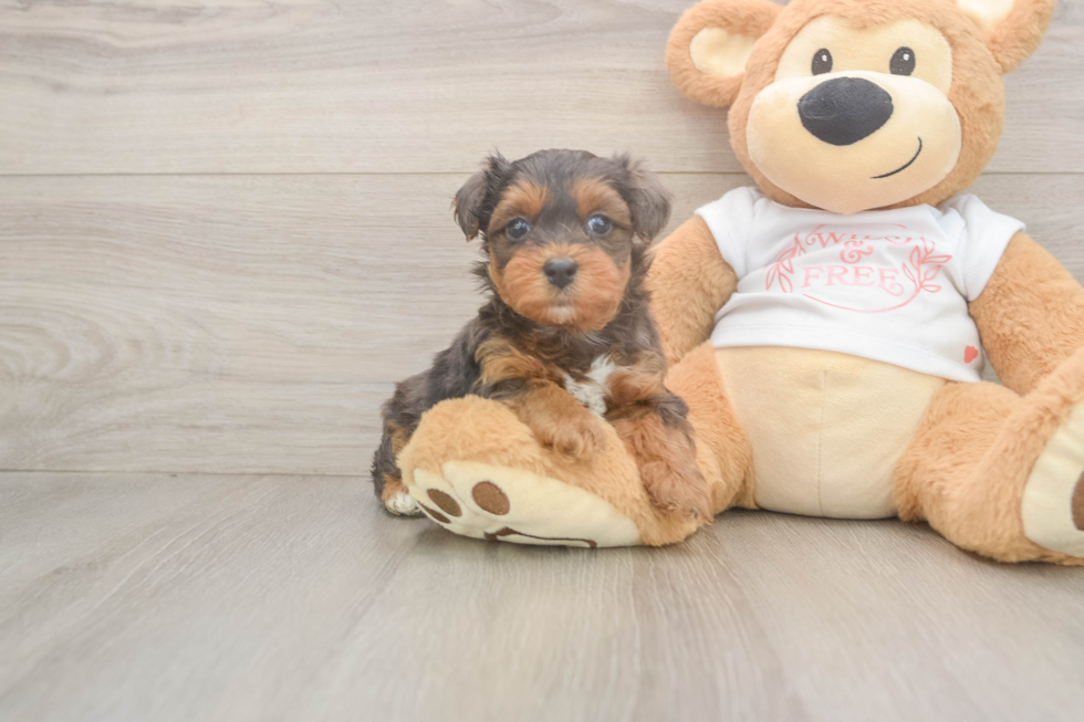 Fluffy Yorkie Poo Poodle Mix Pup