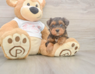 8 week old Yorkie Poo Puppy For Sale - Premier Pups