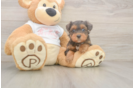 Popular Yorkie Poo Poodle Mix Pup