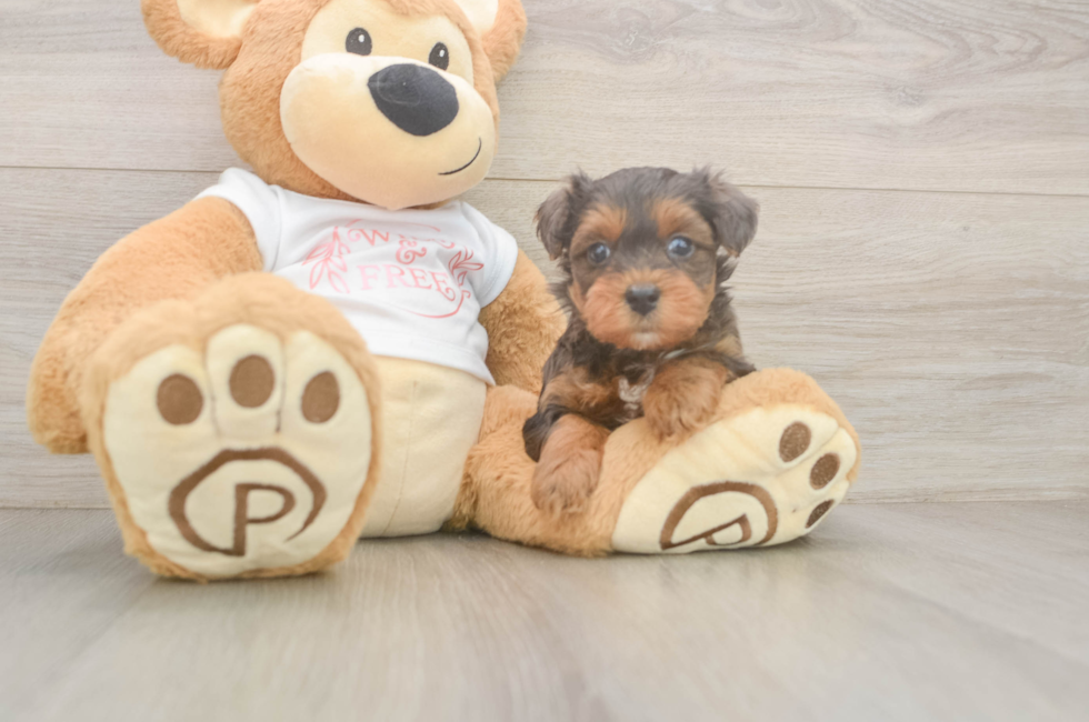 5 week old Yorkie Poo Puppy For Sale - Premier Pups
