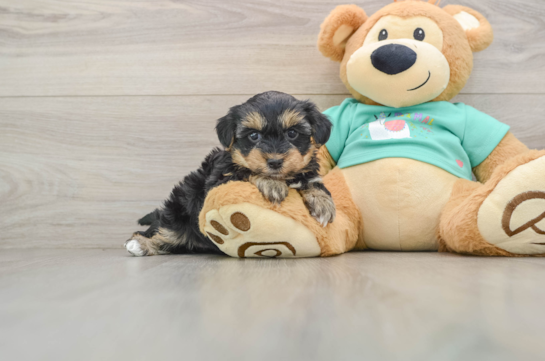 Yorkie Poo Puppy for Adoption