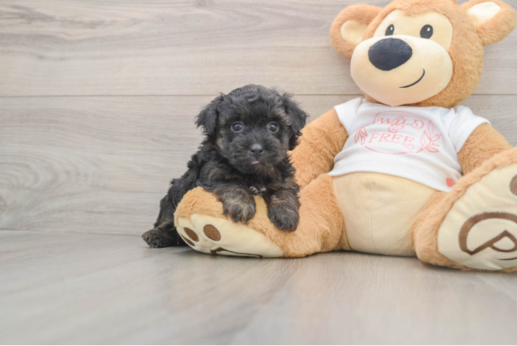 Yorkie Poo Pup Being Cute