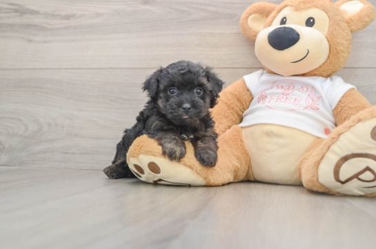 Yorkie Poo Pup Being Cute